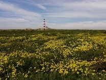 Yellow oxalis with Lighthouse